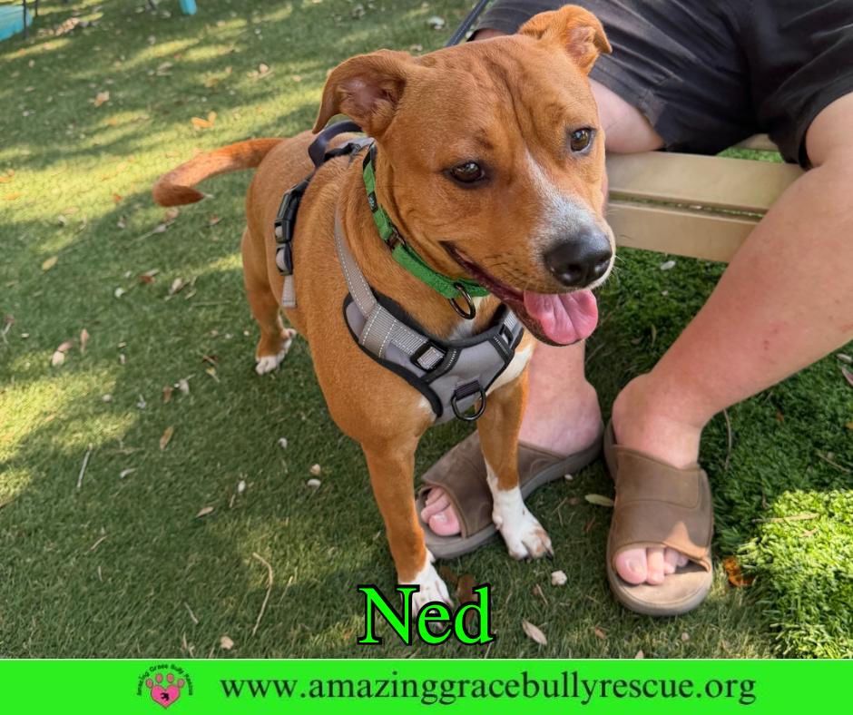 Ned, a Adoptable Pit Bull Terrier in Pensacola, FL image 3/3