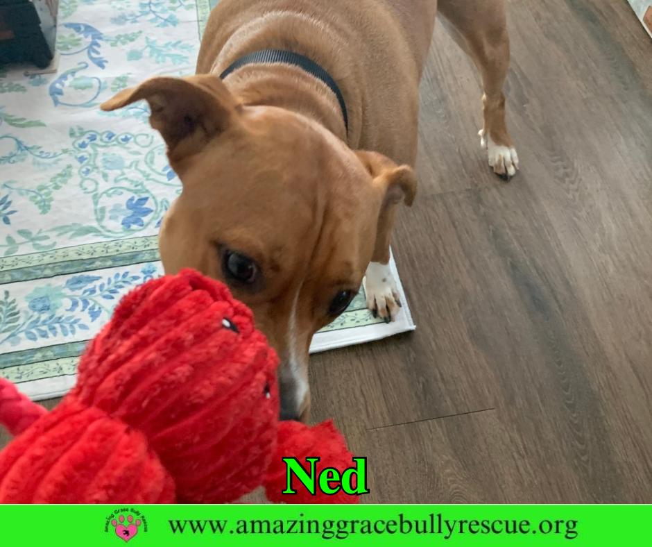 Ned, a Adoptable Pit Bull Terrier in Pensacola, FL image 3/3