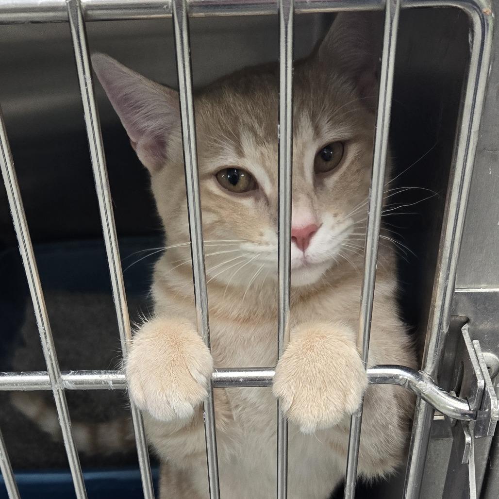 Baguette 26-027, Adoptable, Kitten Female Domestic Short Hair.