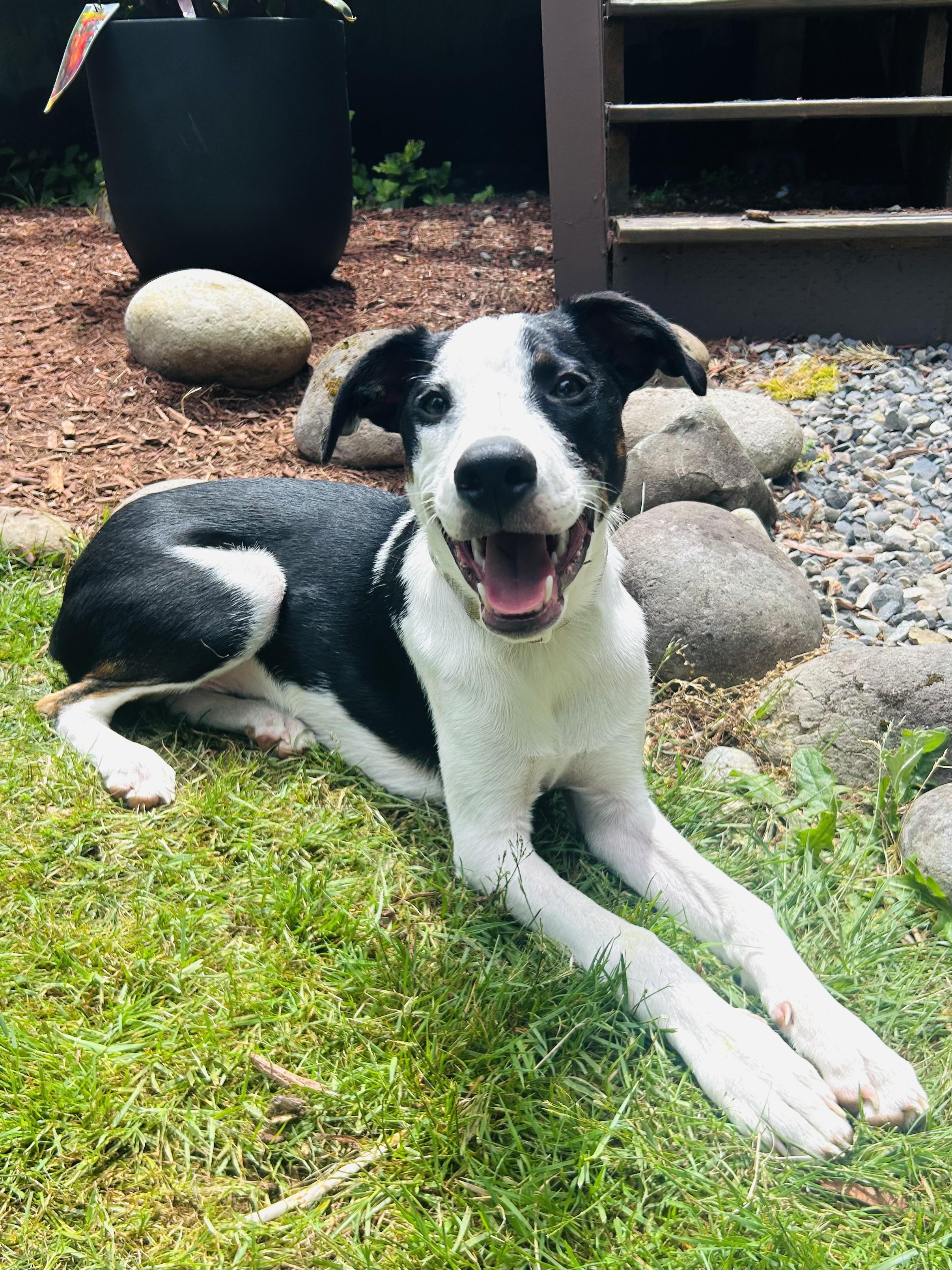 Murphy, adopted, Young Male American Staffordshire Terrier & Australian Cattle Dog / Blue Heeler.