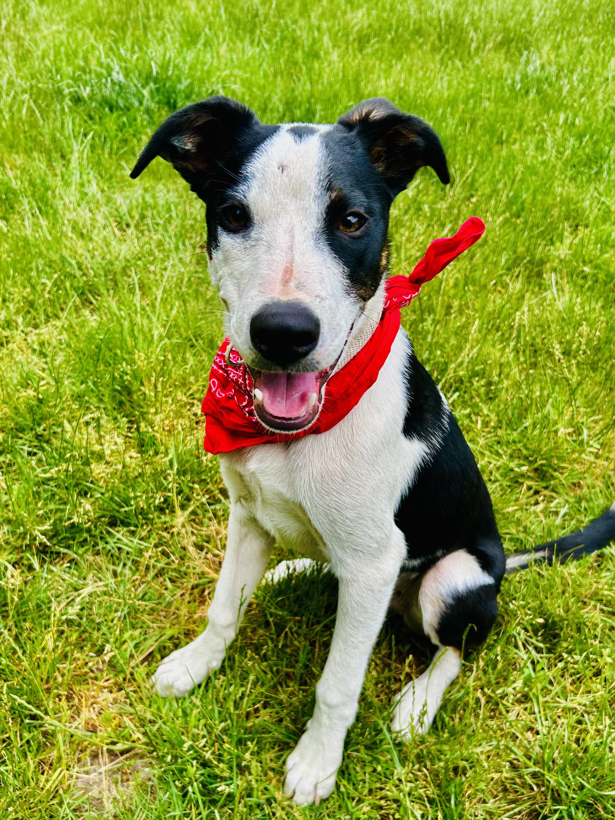 Murphy, an adopted mixed breed in Auburn, WA image 2/6