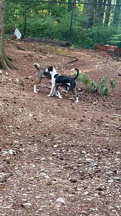 Enlarge Murphy, an adopted mixed breed in Auburn, WA video 5/6