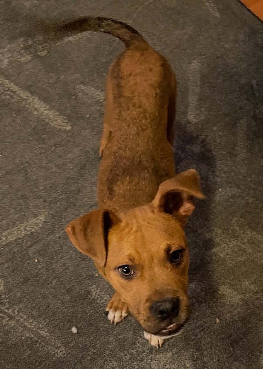 Enlarge Riggs, a Adoptable Boxer in Hillsboro, NH image 3/3