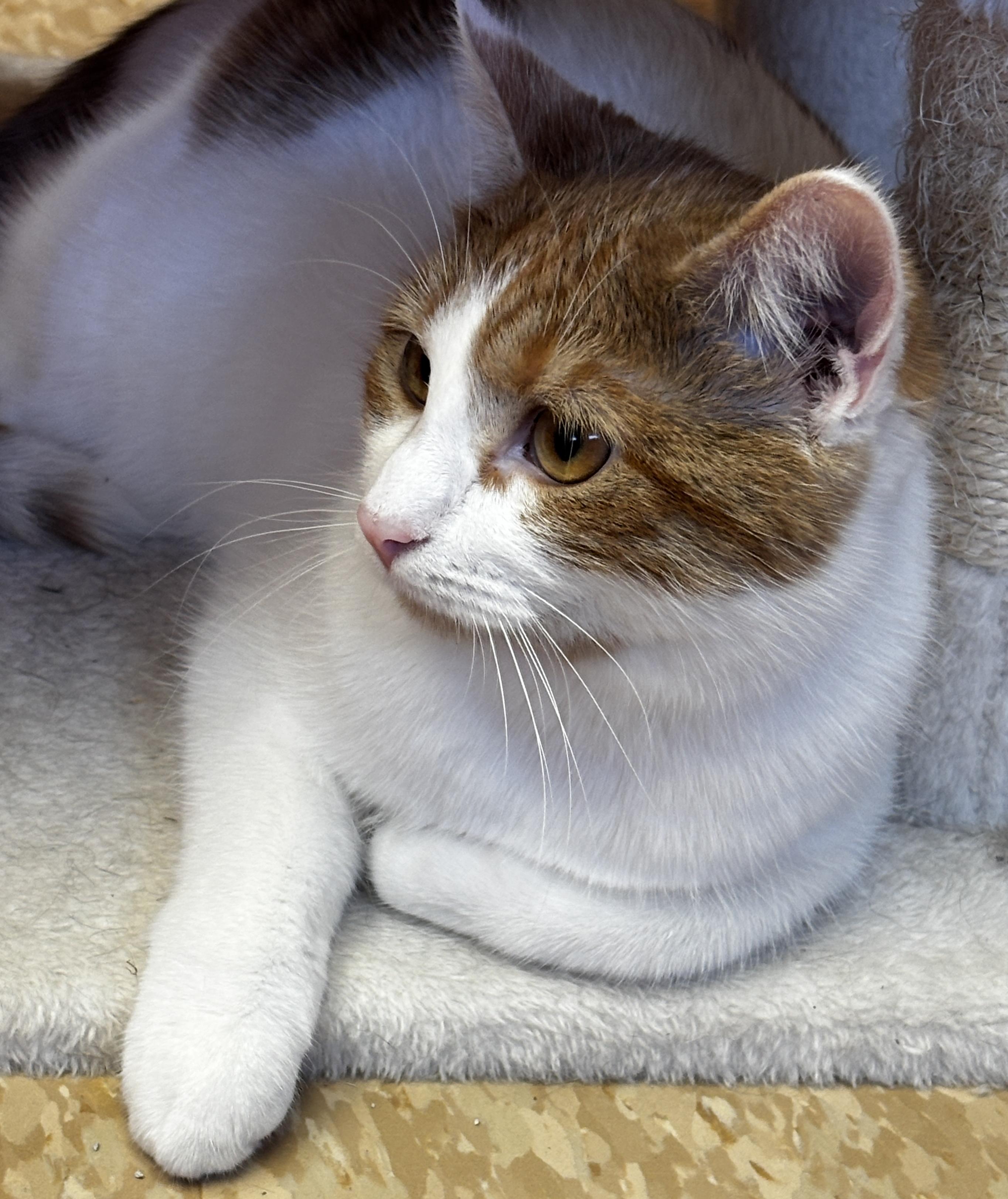 Enlarge River, a Adoptable Domestic Short Hair in Rochester, NY image 2/6