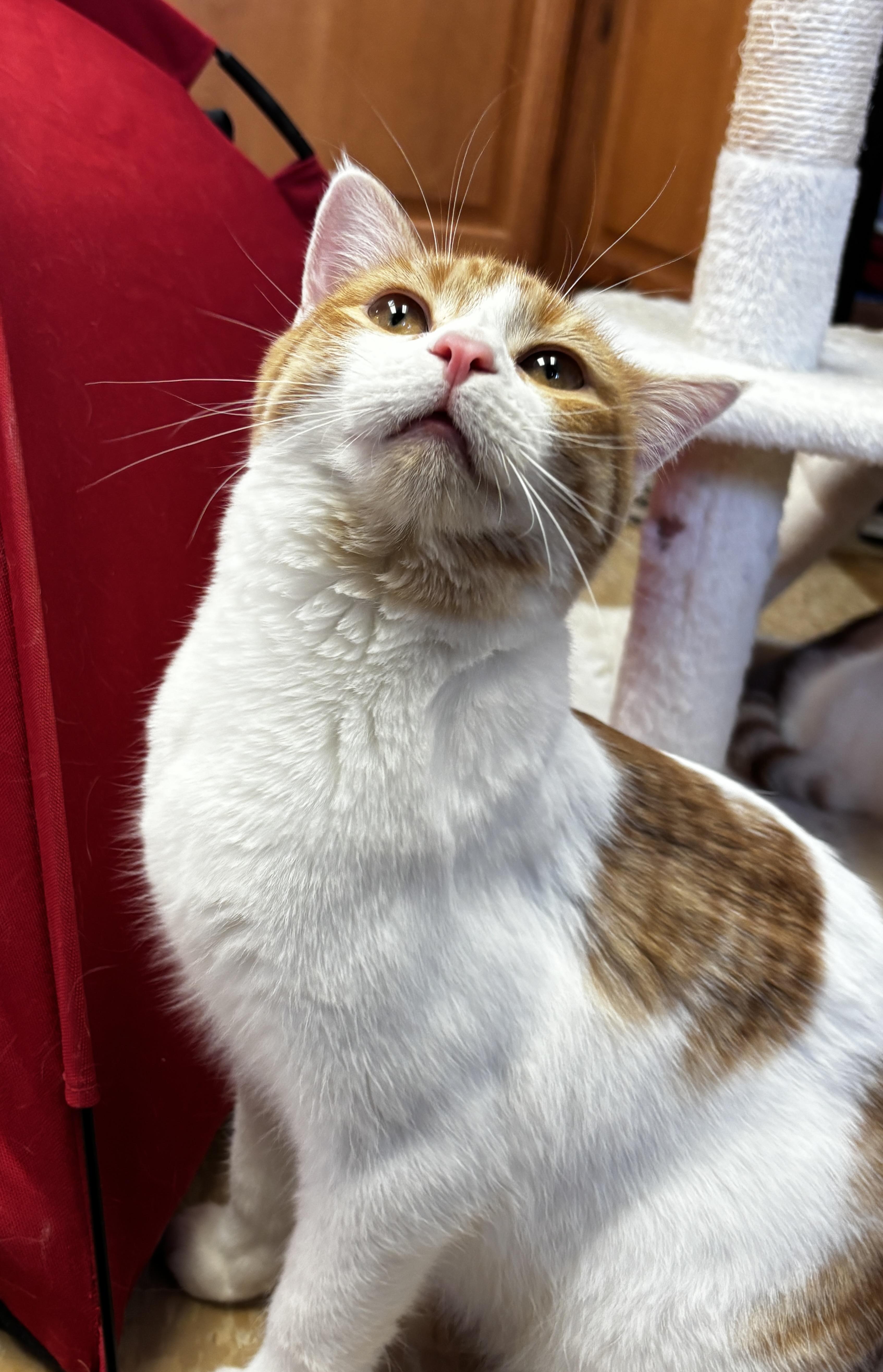 Enlarge River, a Adoptable Domestic Short Hair in Rochester, NY image 3/6