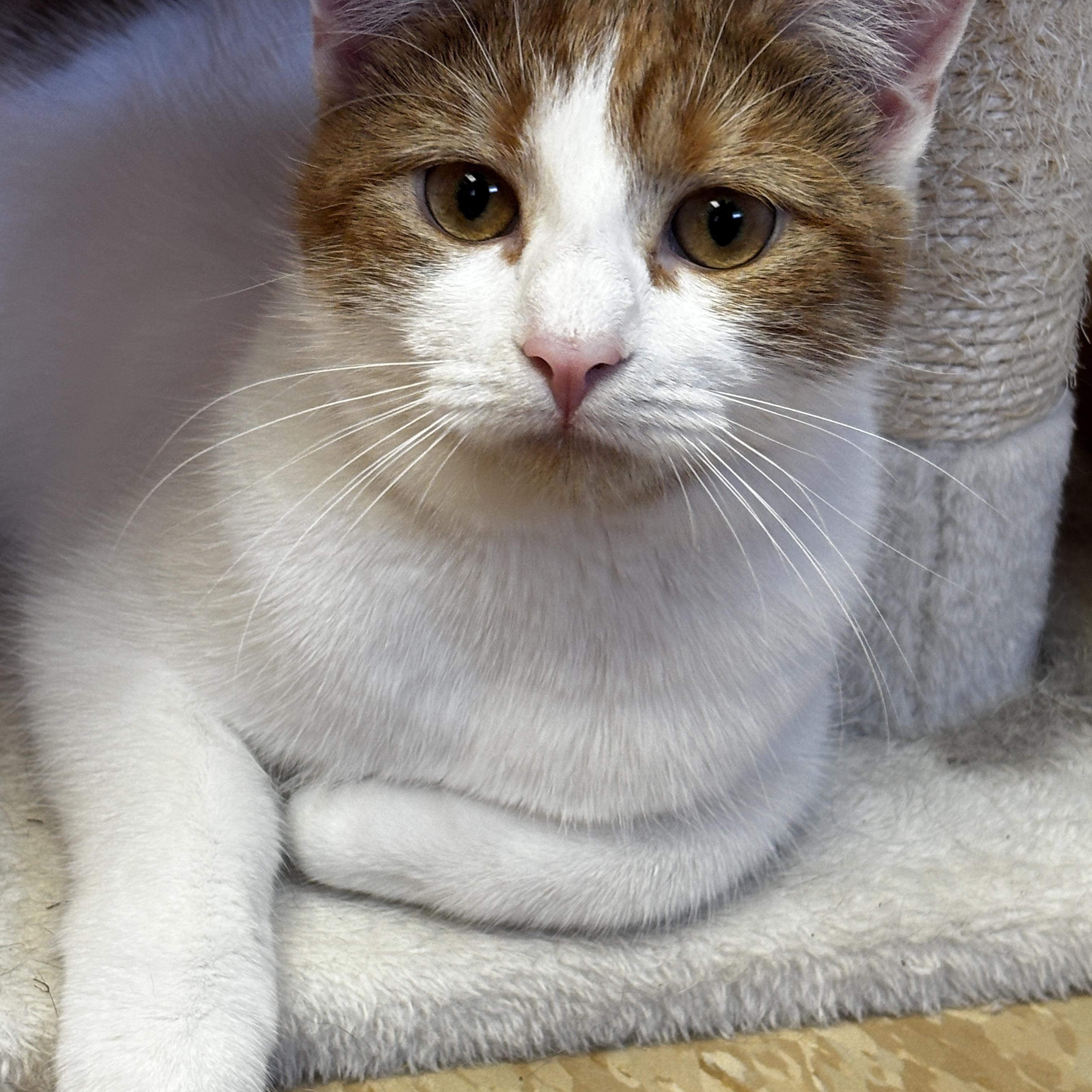Enlarge River, a Adoptable Domestic Short Hair in Rochester, NY image 5/6