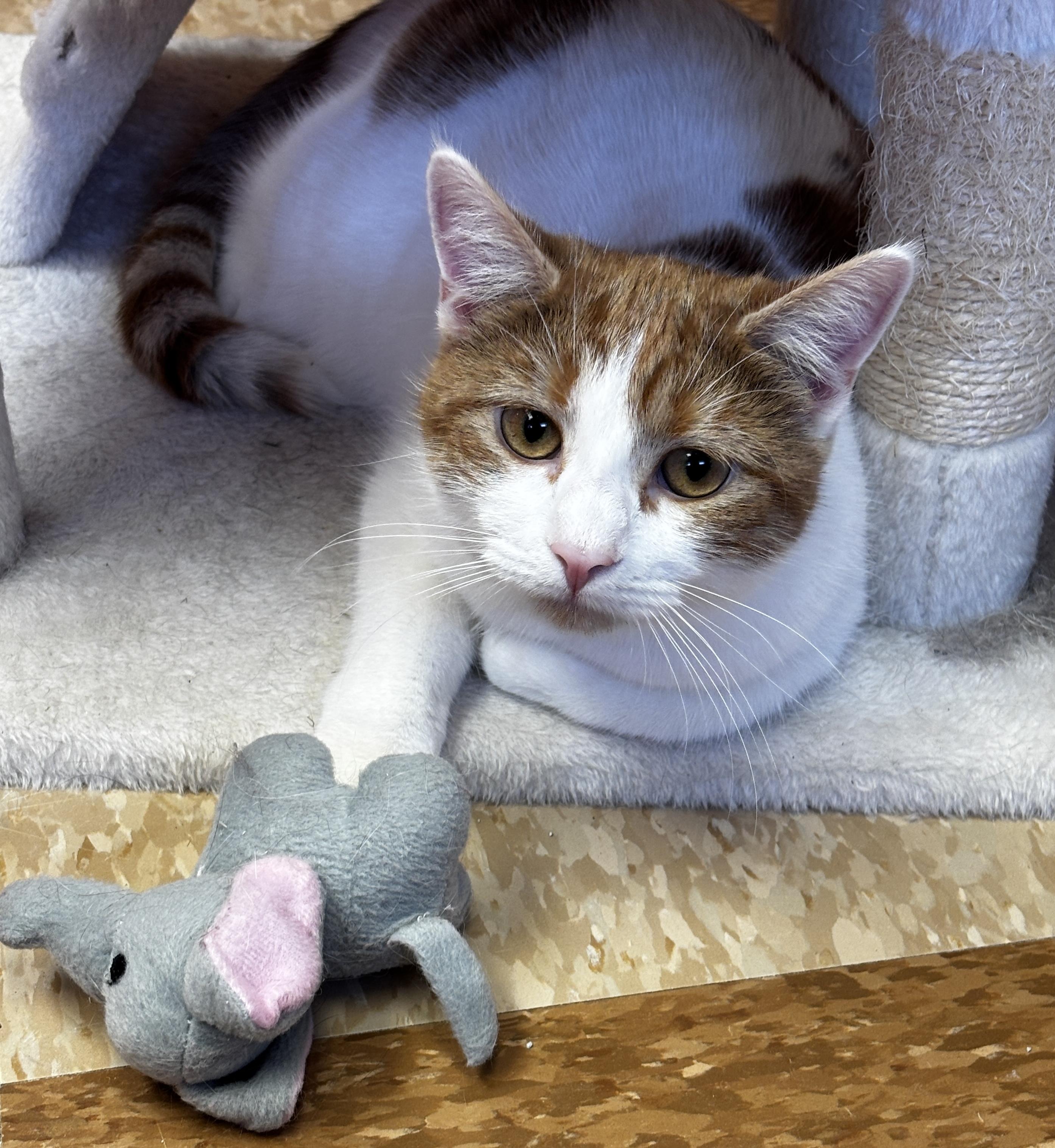 Enlarge River, a Adoptable Domestic Short Hair in Rochester, NY image 1/6