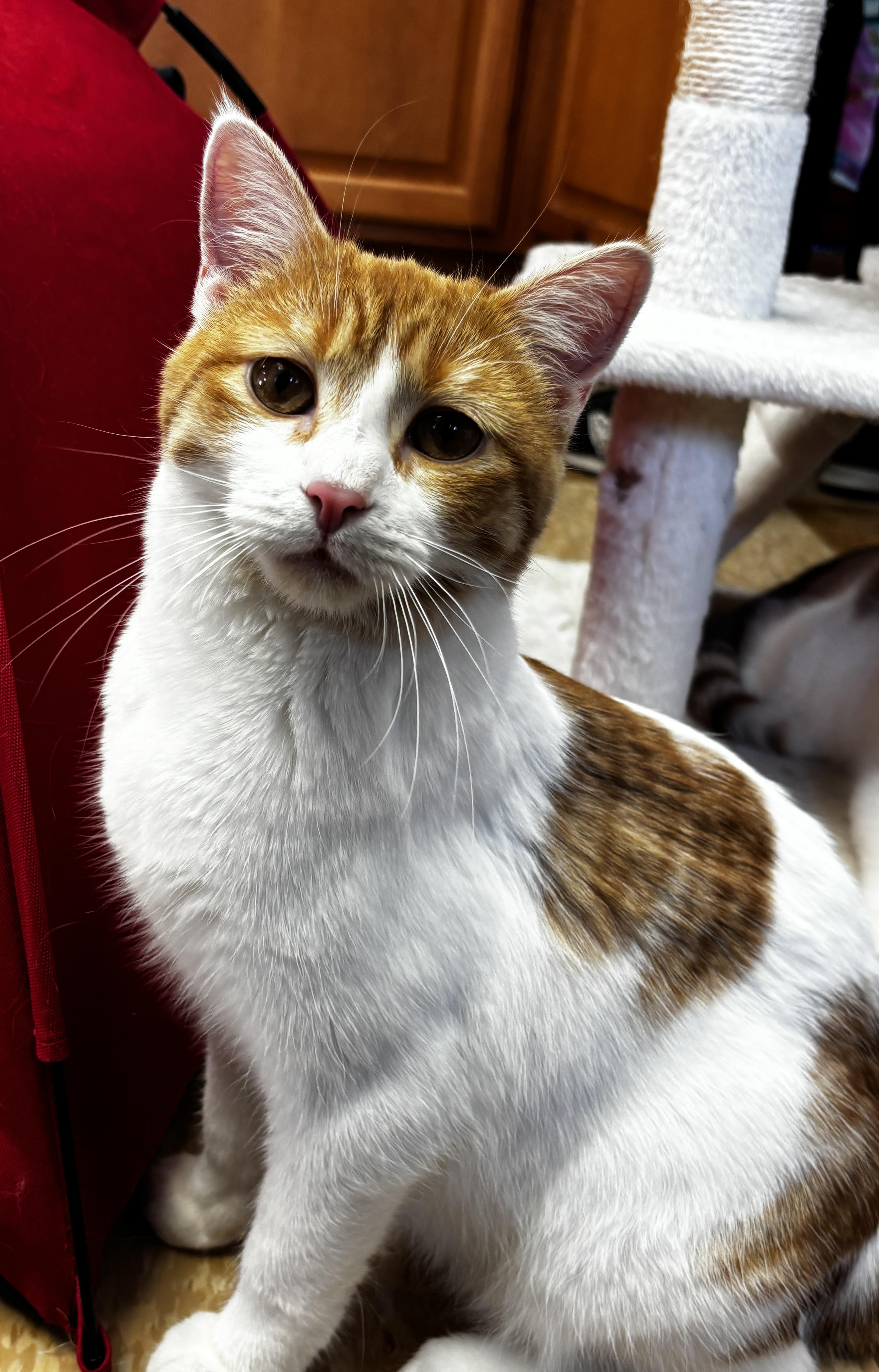 Enlarge River, a Adoptable Domestic Short Hair in Rochester, NY image 6/6