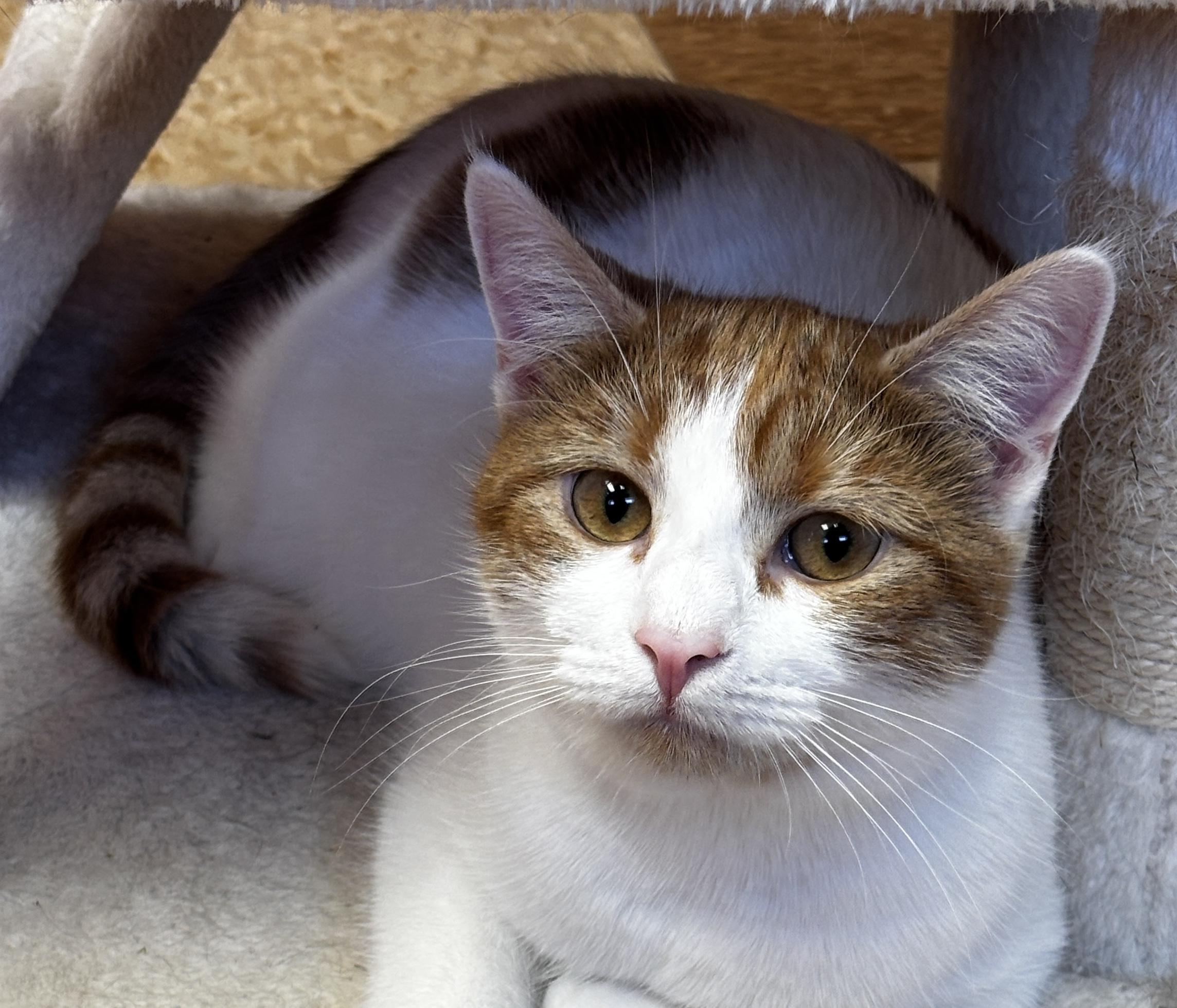 Enlarge River, a Adoptable Domestic Short Hair in Rochester, NY image 4/6