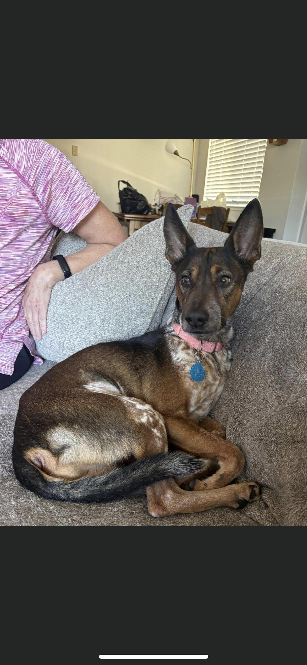 Enlarge Brownie, a ADOPTABLE mixed breed in Hamden, CT image 1/6