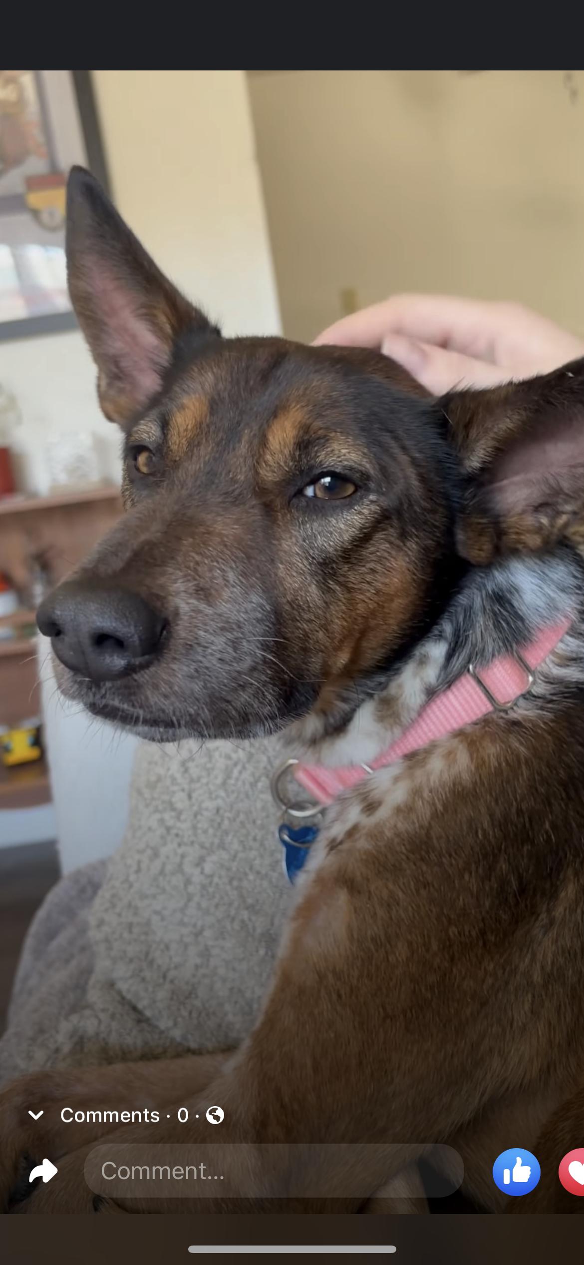 Enlarge Brownie, a ADOPTABLE mixed breed in Hamden, CT image 2/6