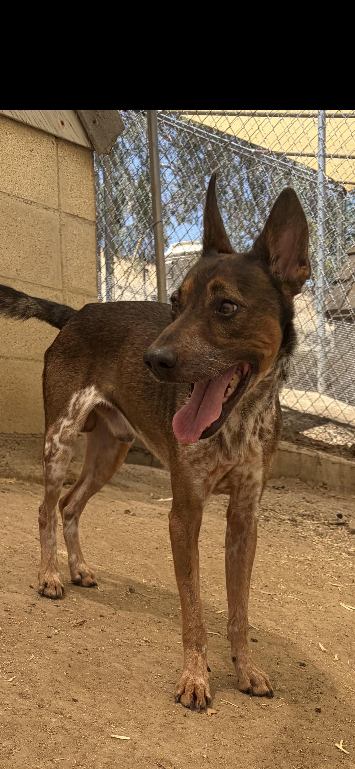 Enlarge Brownie, a ADOPTABLE mixed breed in Hamden, CT image 3/6