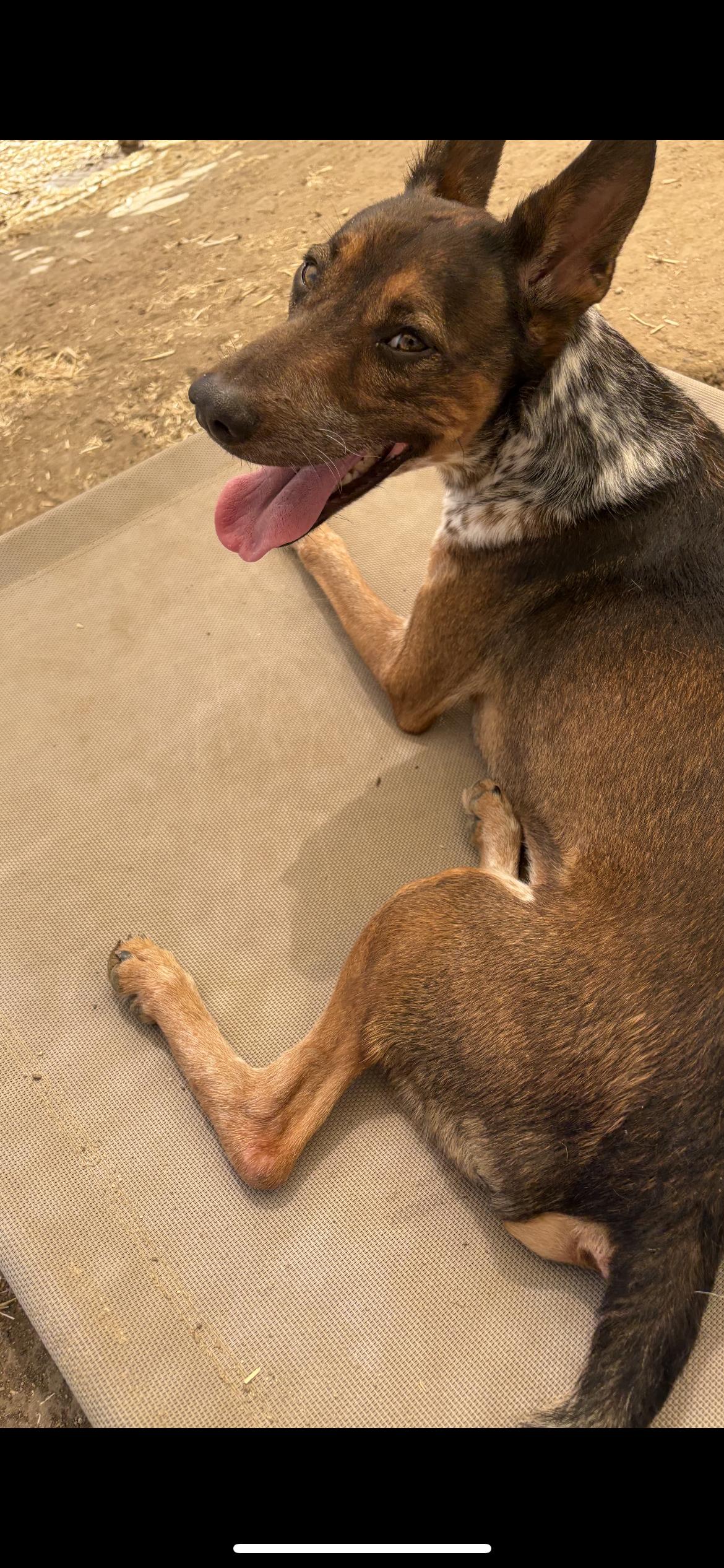 Enlarge Brownie, a ADOPTABLE mixed breed in Hamden, CT image 6/6