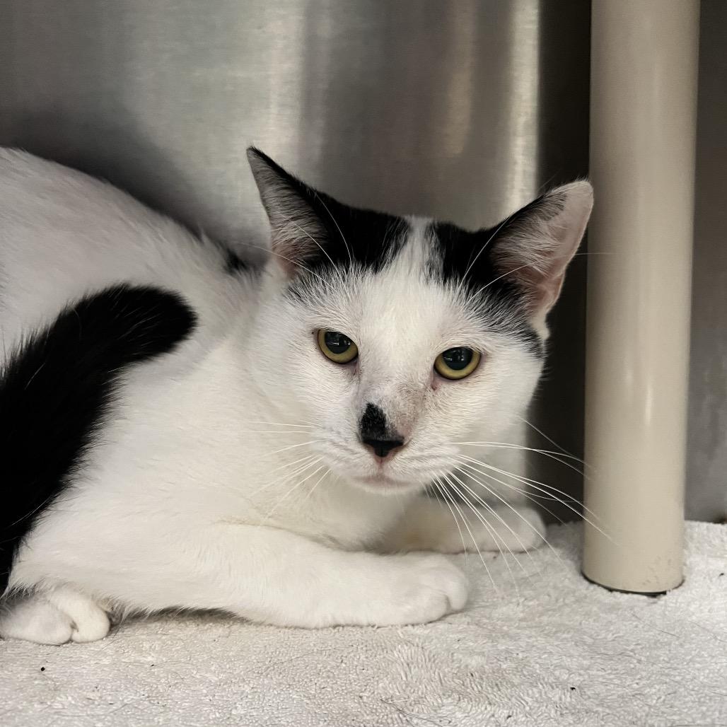 Summer, Adoptable, Young Male Domestic Short Hair.