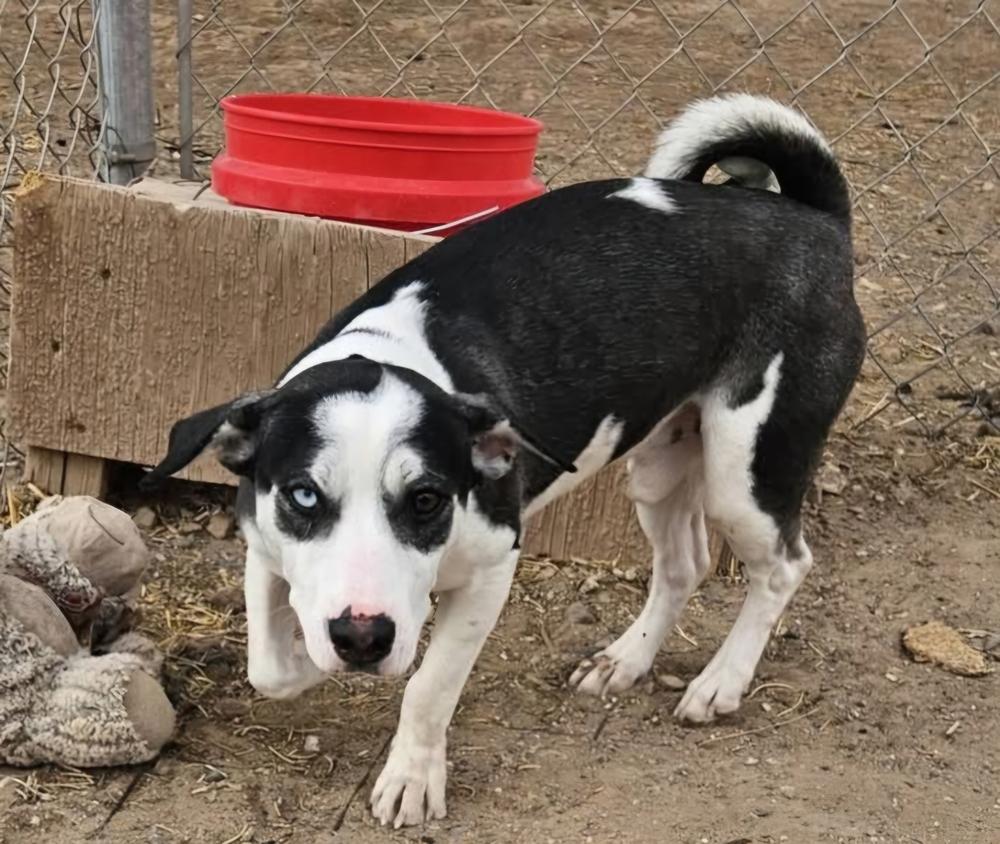 Spot, Adoptable, Adult Male Corgi.