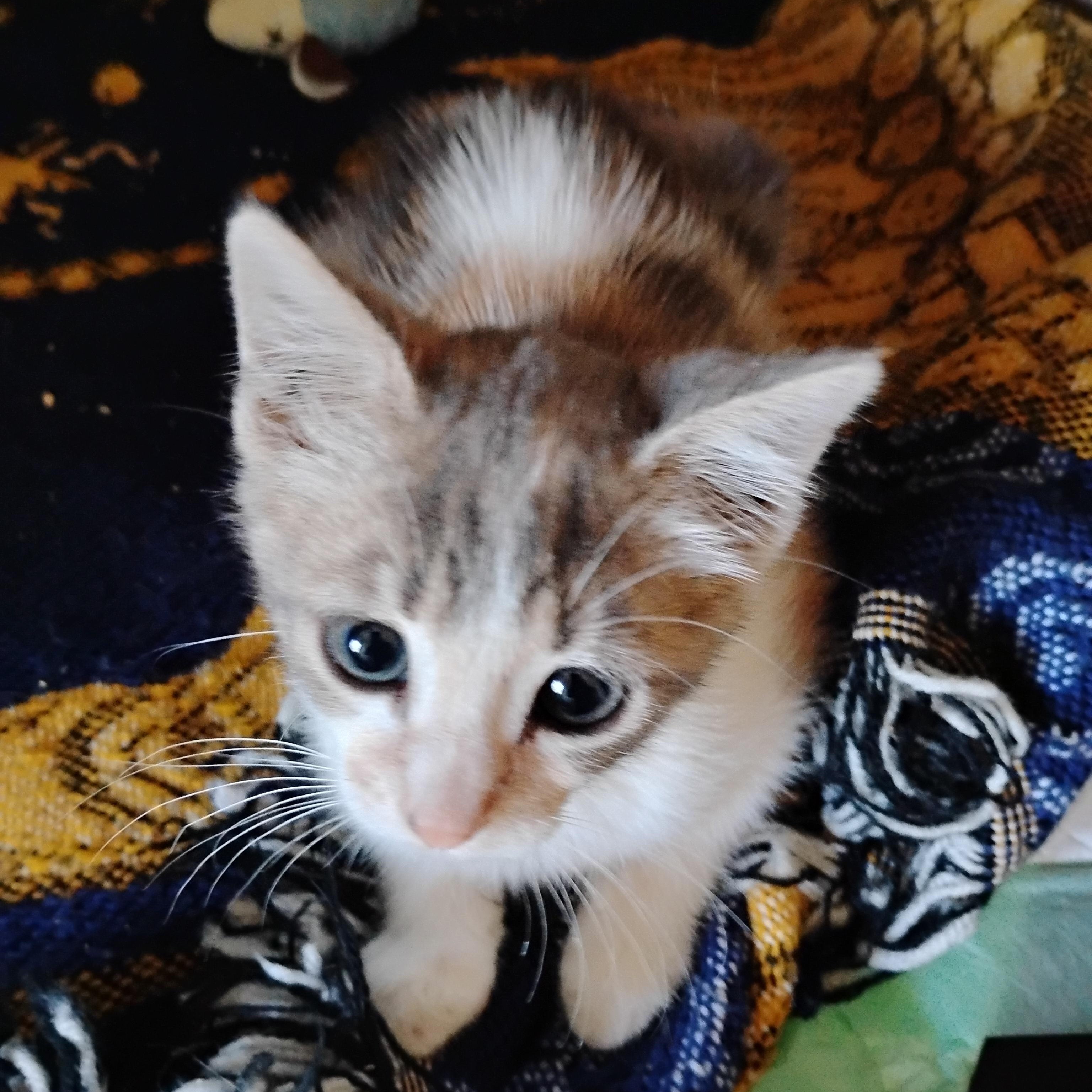 Delilah, adopted, Kitten Female Domestic Short Hair.