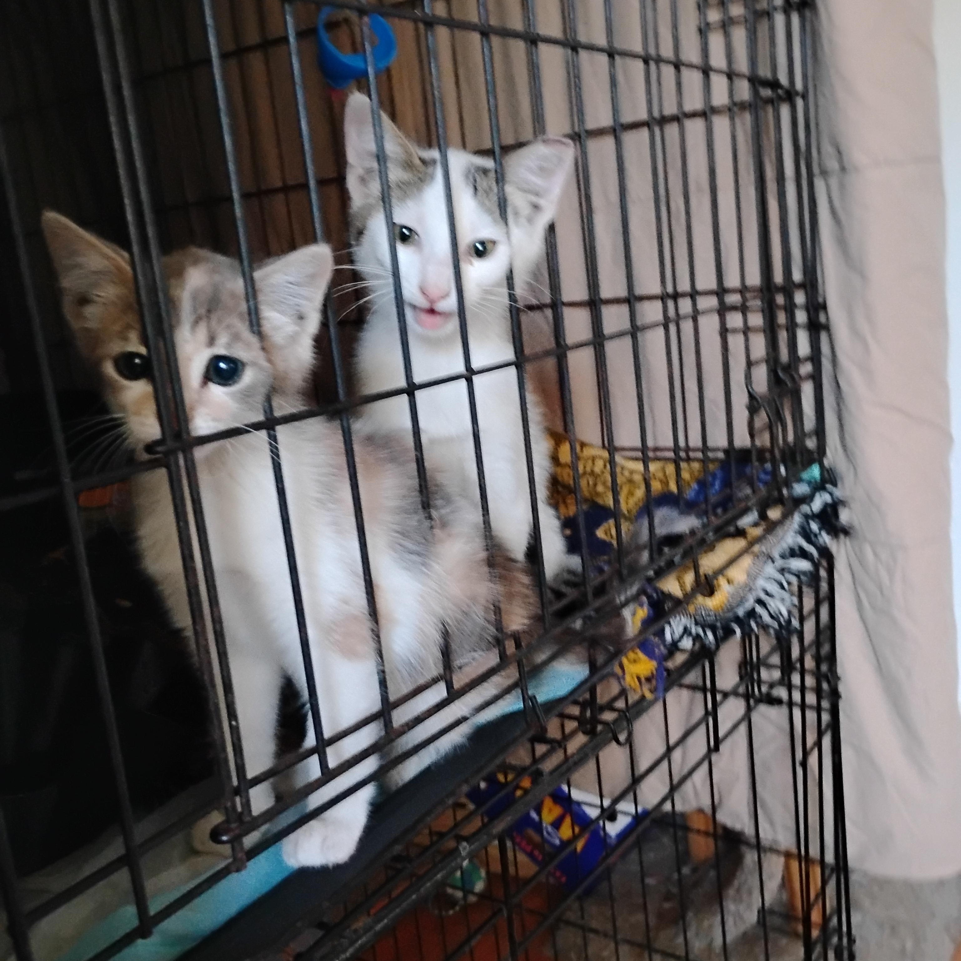Delilah, an adopted Domestic Short Hair in Woodland, CA image 3/5