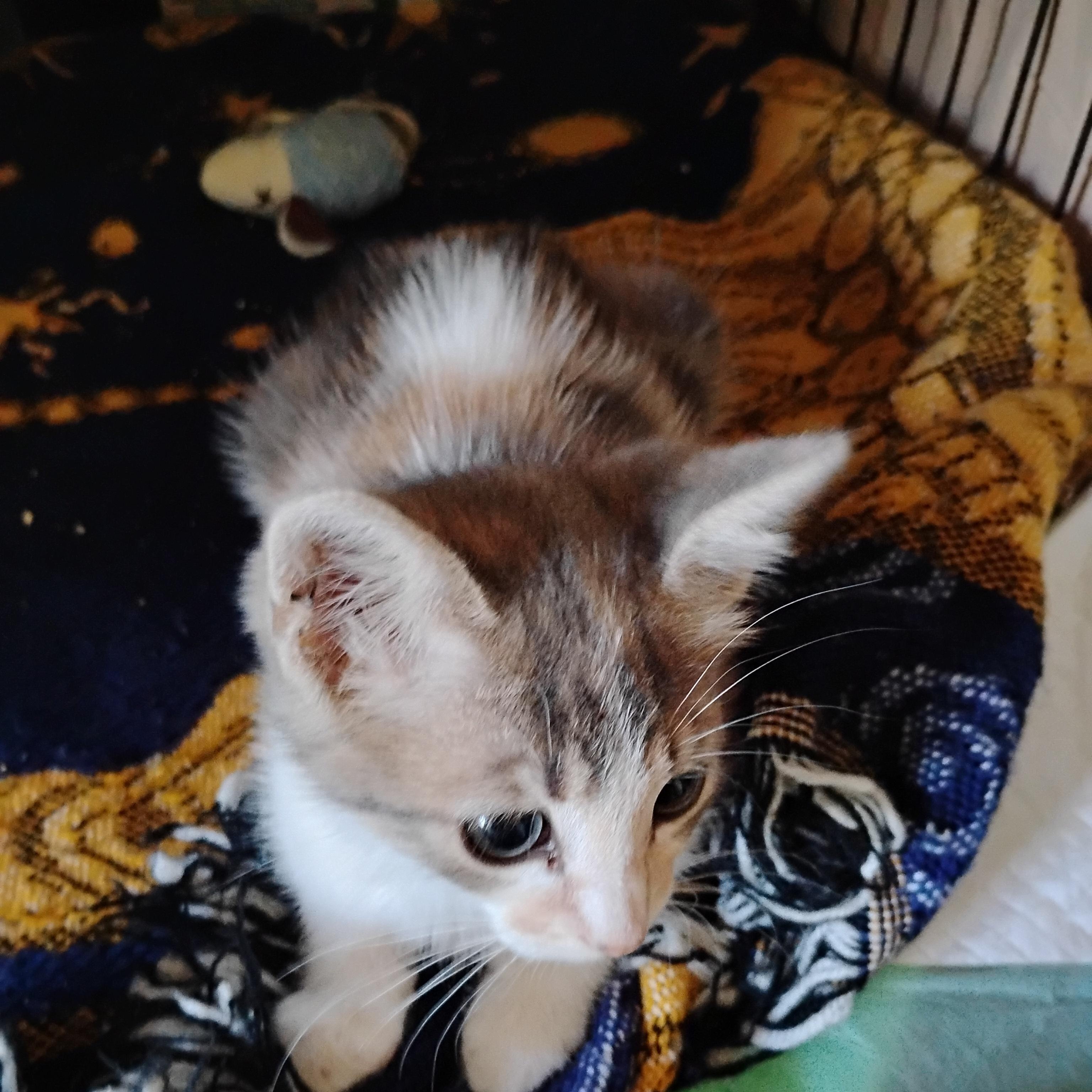 Delilah, an adopted Domestic Short Hair in Woodland, CA image 4/5