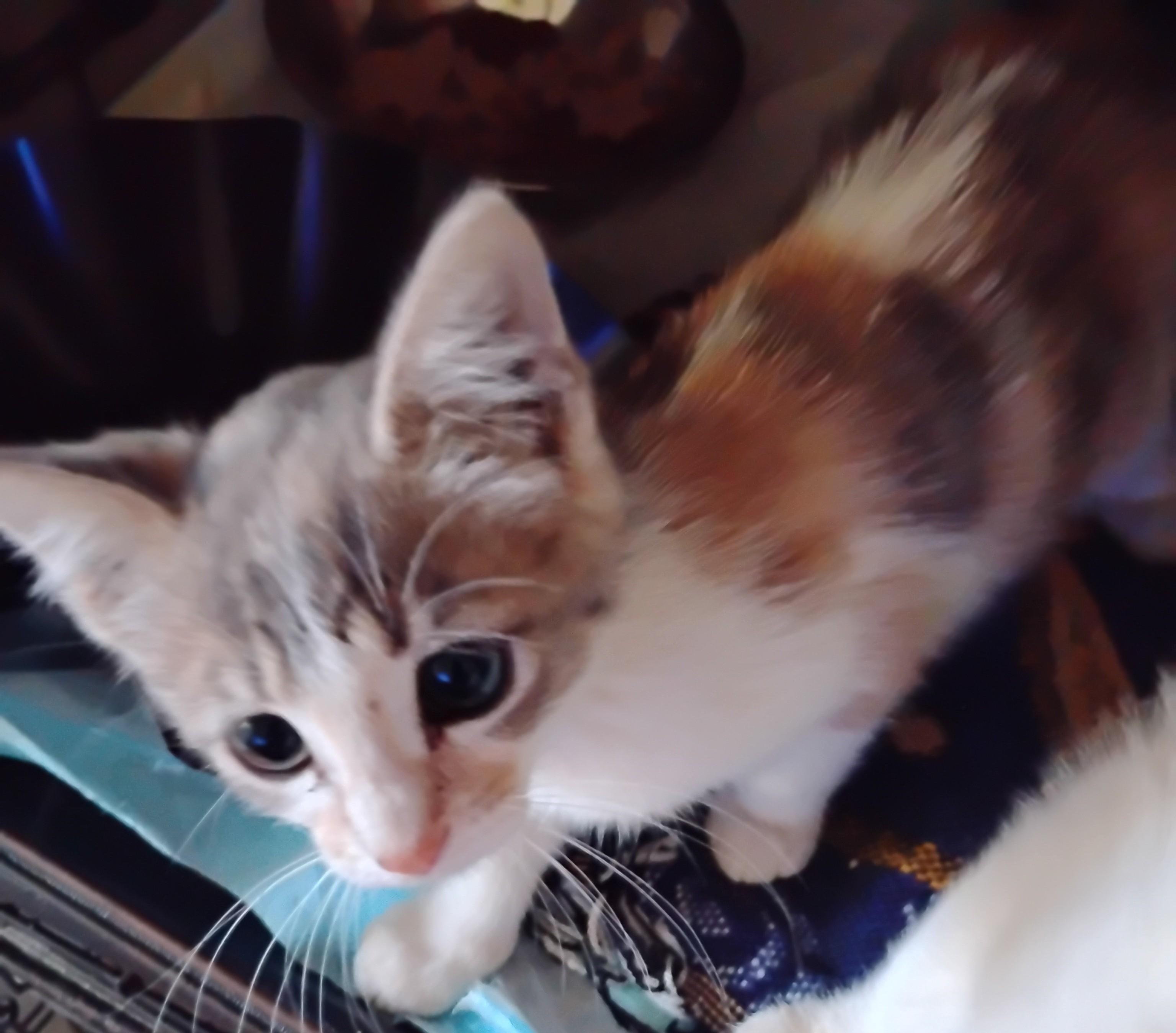 Delilah, an adopted Domestic Short Hair in Woodland, CA image 2/5