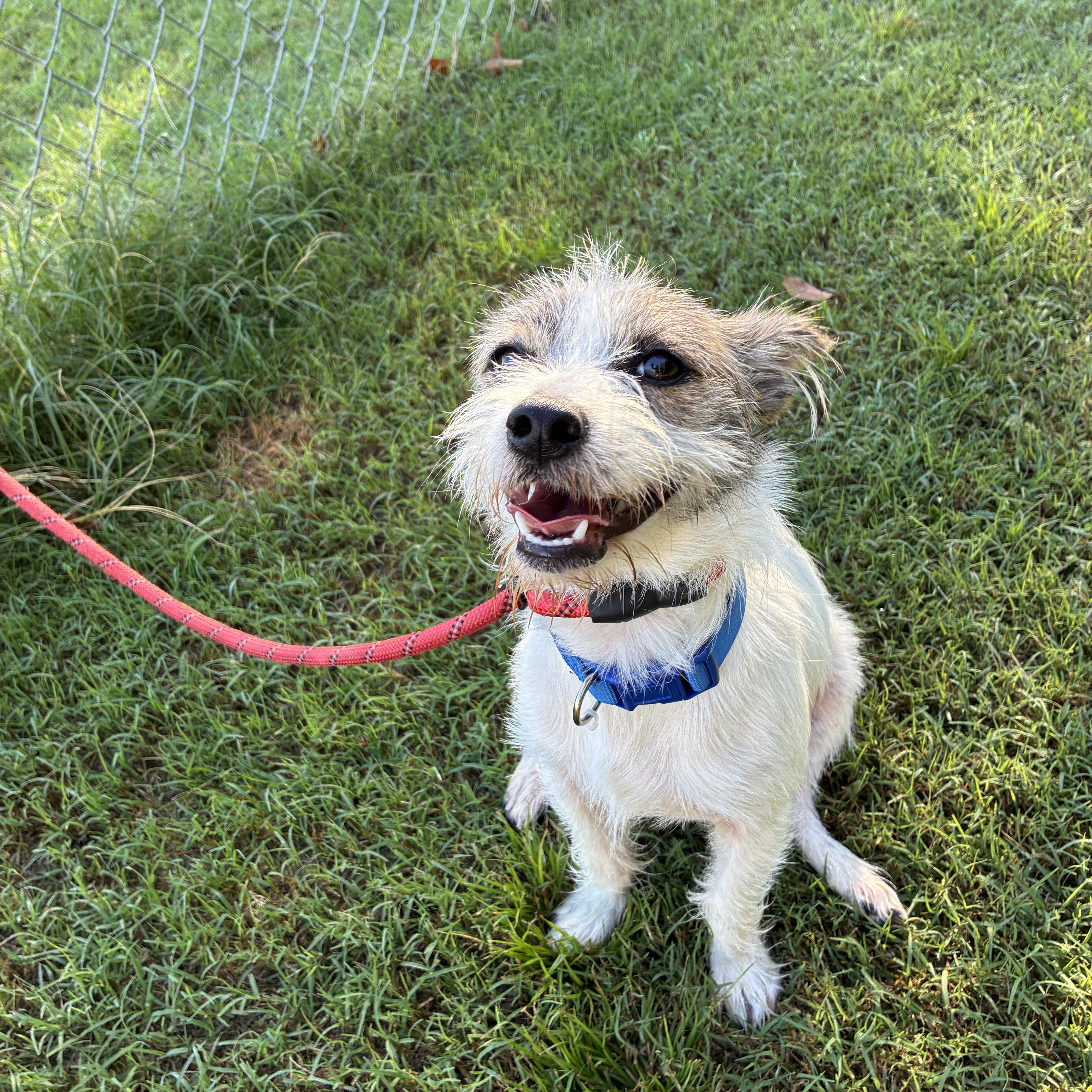 Enlarge Lokki, a Adoptable mixed breed in Woodruff, SC image 2/6