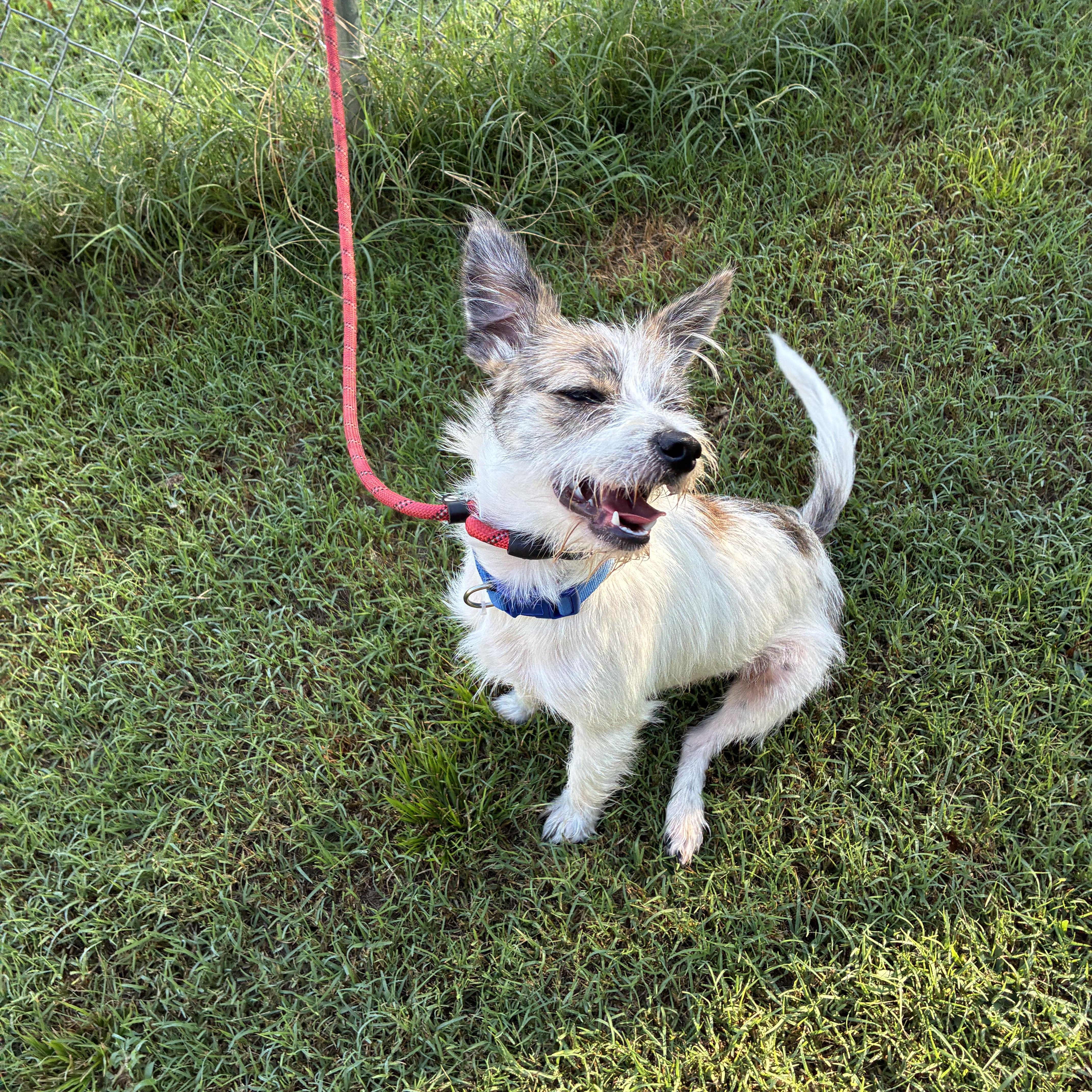 Enlarge Lokki, a Adoptable mixed breed in Woodruff, SC image 5/6
