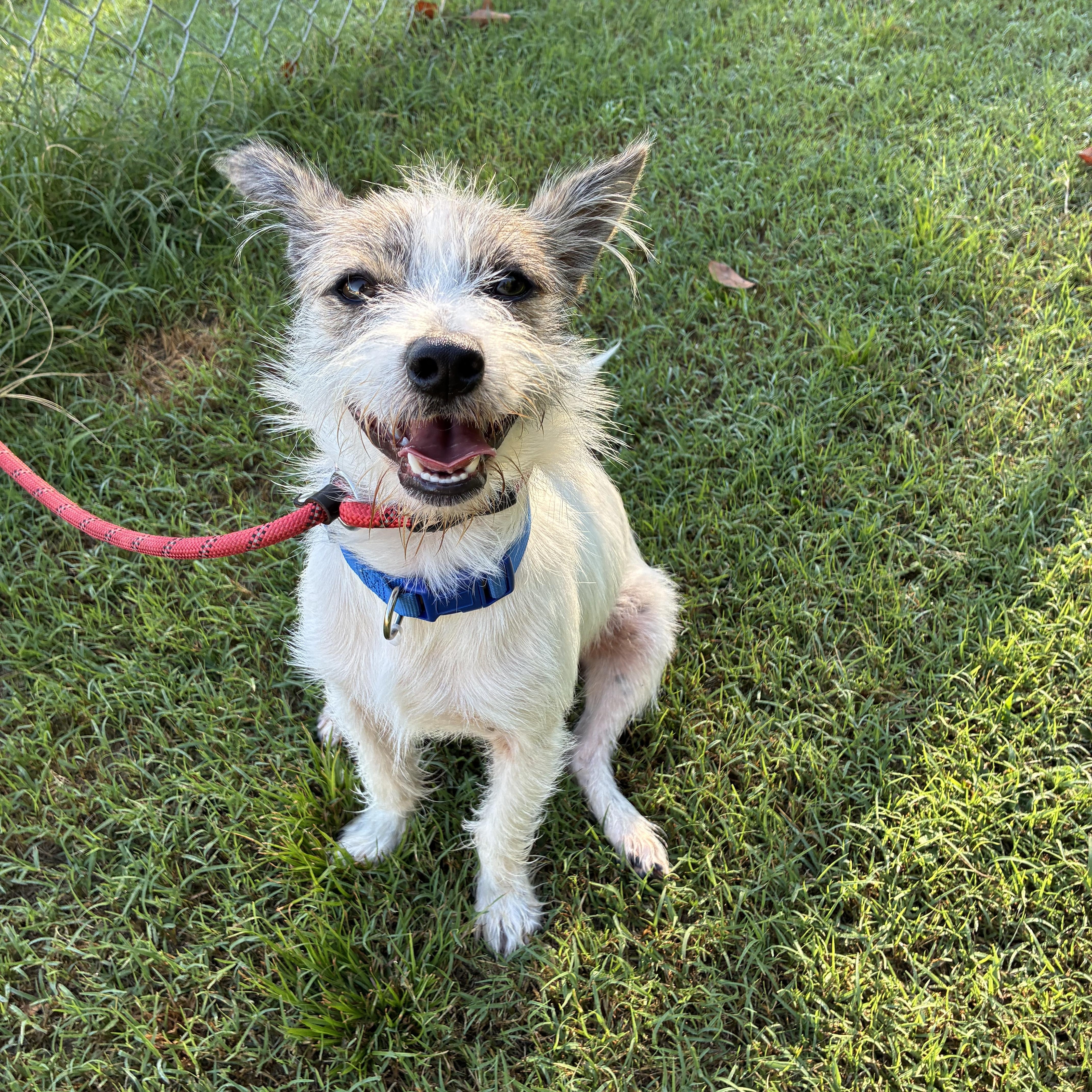 Lokki, Adoptable, Young Male Terrier.