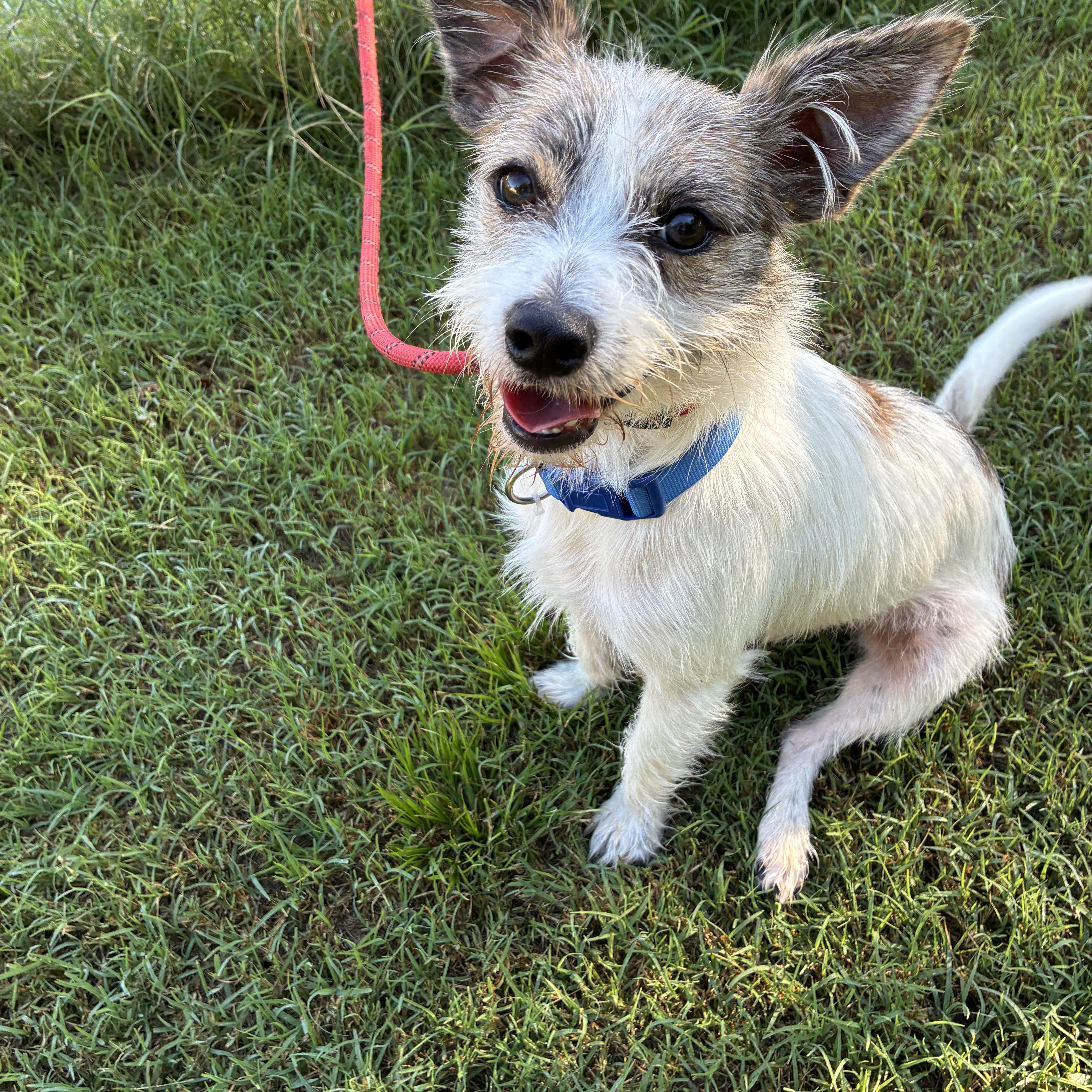 Enlarge Lokki, a Adoptable mixed breed in Woodruff, SC image 4/6