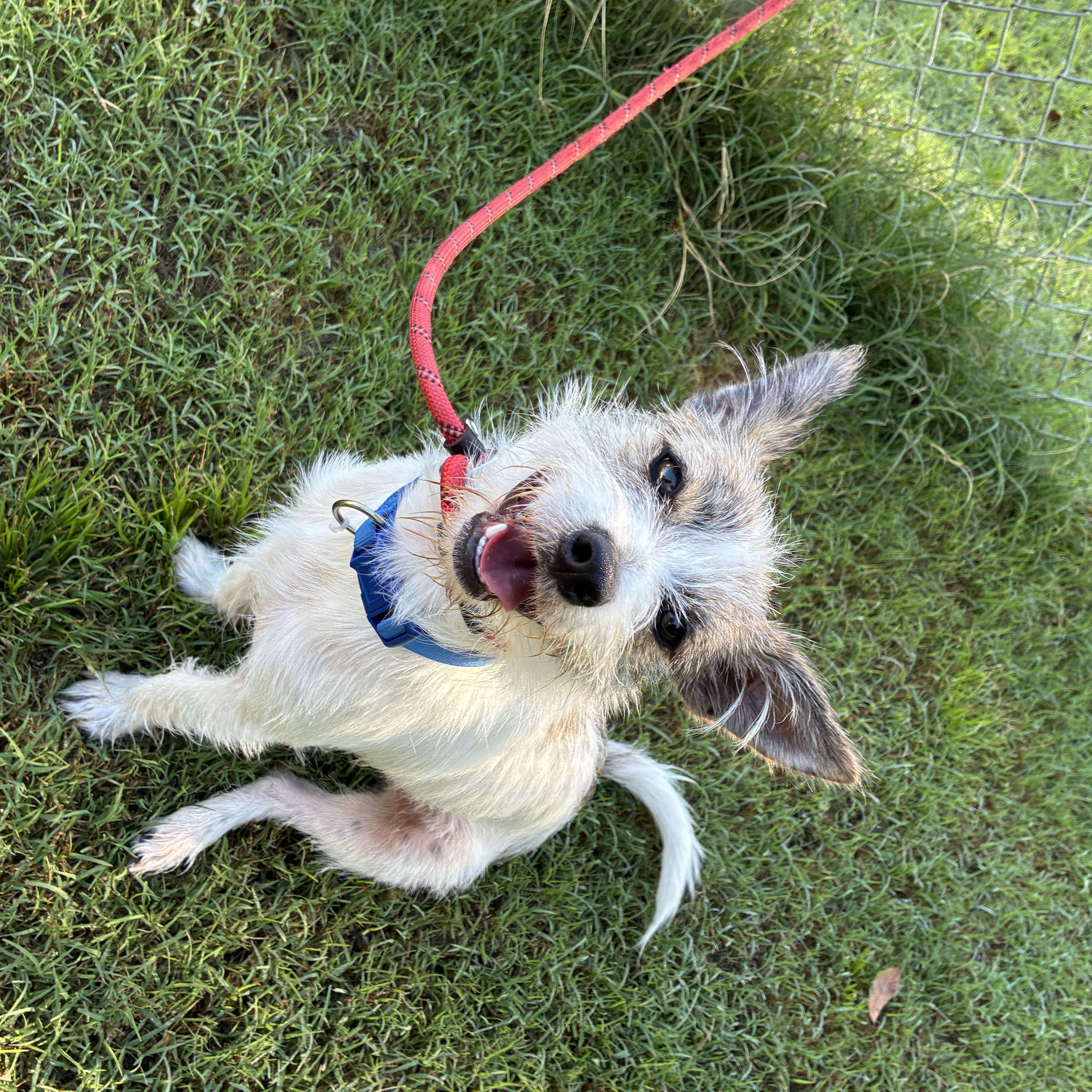 Enlarge Lokki, a Adoptable mixed breed in Woodruff, SC image 6/6