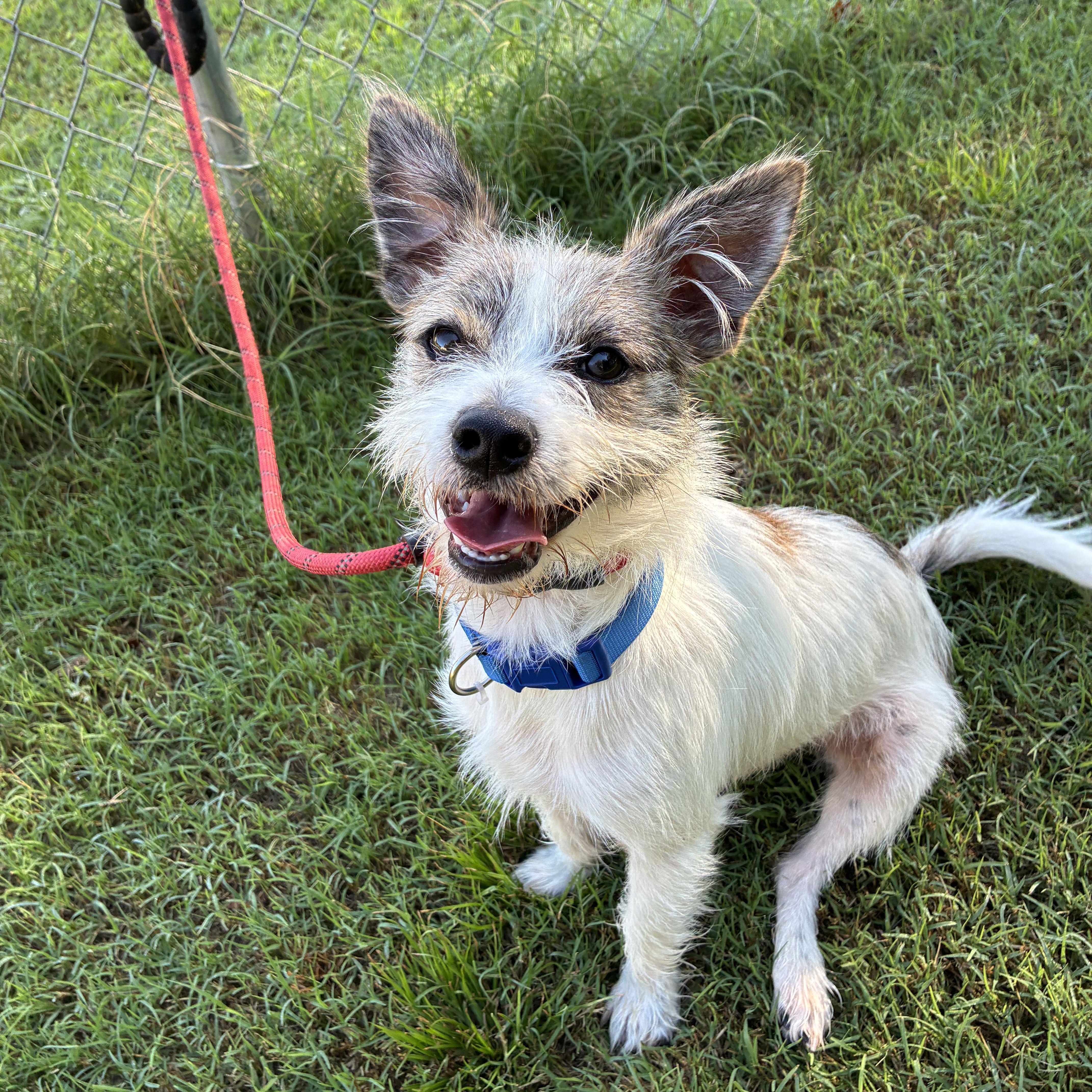Enlarge Lokki, a Adoptable mixed breed in Woodruff, SC image 3/6