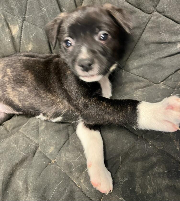 Little Girl, adopted, Puppy Female Mixed Breed.