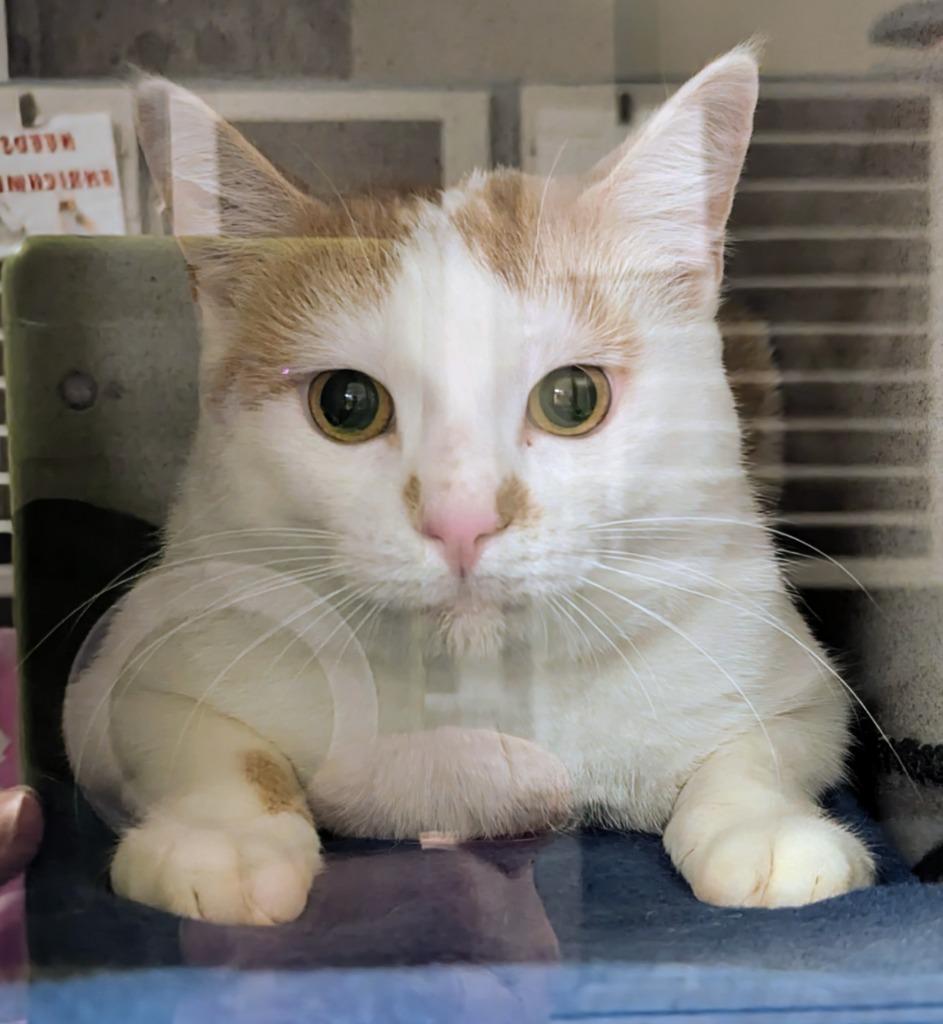 Carmy, Adoptable, Young Male Domestic Short Hair.