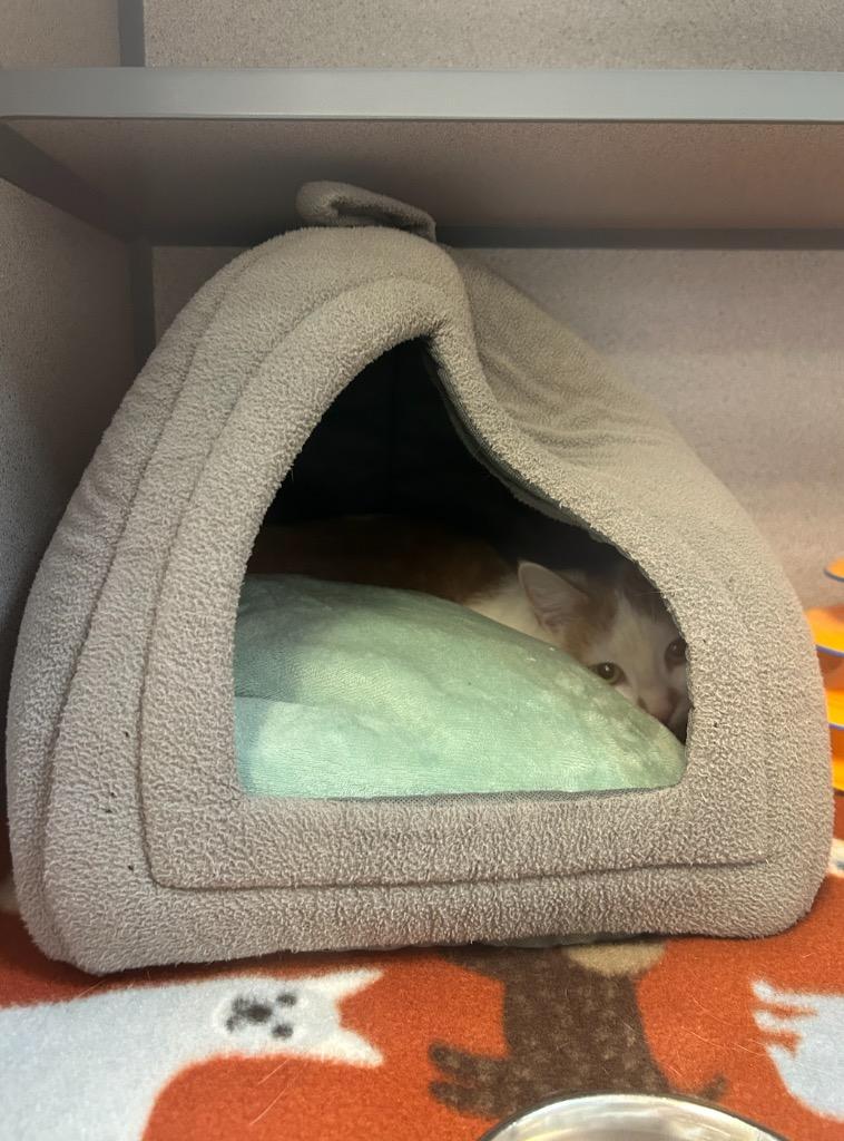 Enlarge Carmy, a Adoptable mixed breed in Liverpool, NY image 2/3