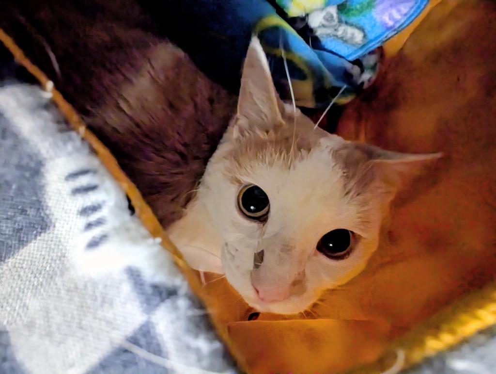 Enlarge Carmy, a Adoptable mixed breed in Liverpool, NY image 3/3