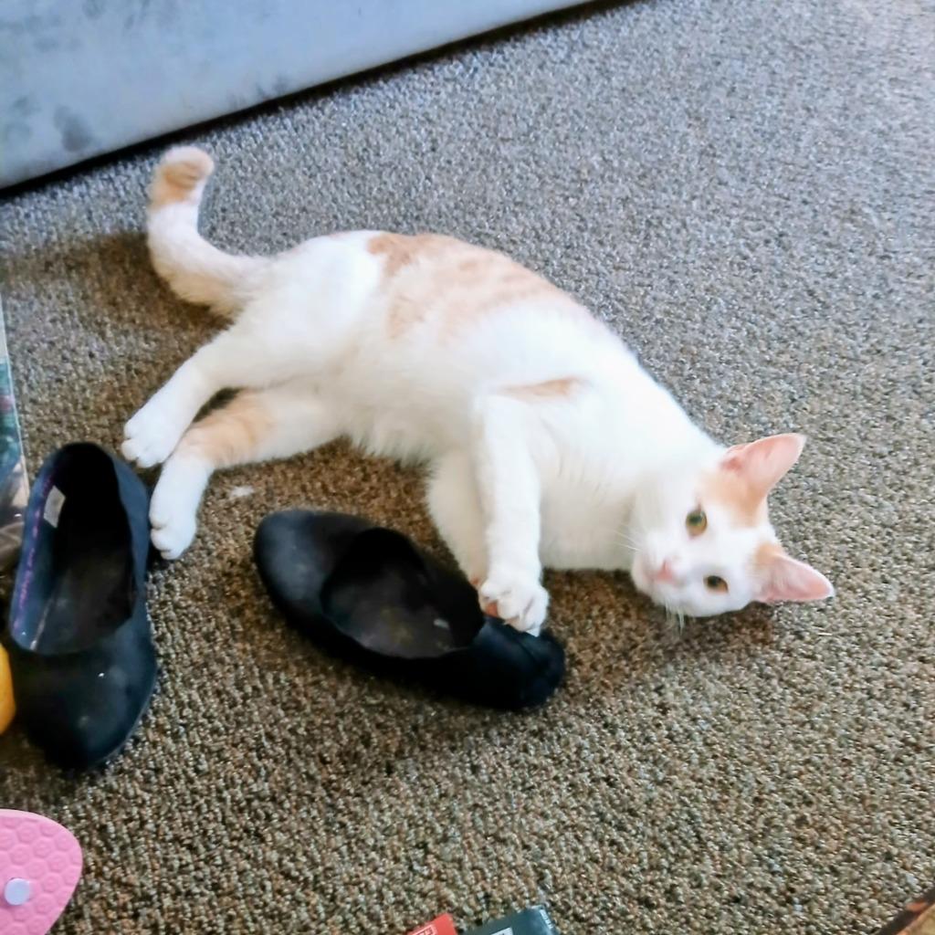 Enlarge Carmy, a Adoptable mixed breed in Liverpool, NY image 4/4