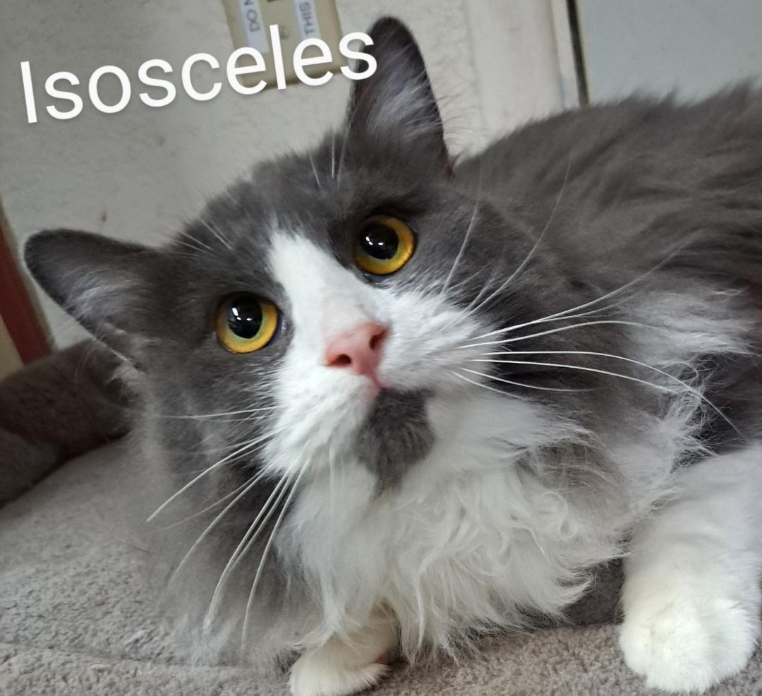 Isosceles