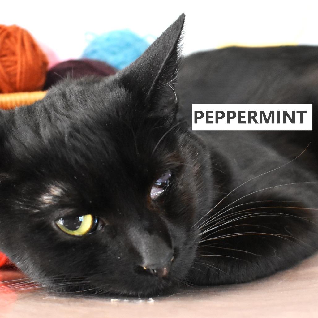 Spearmint — thumbnail 2