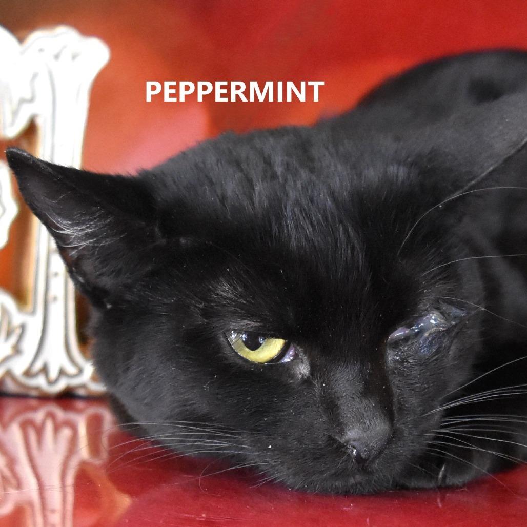 Spearmint — thumbnail 3