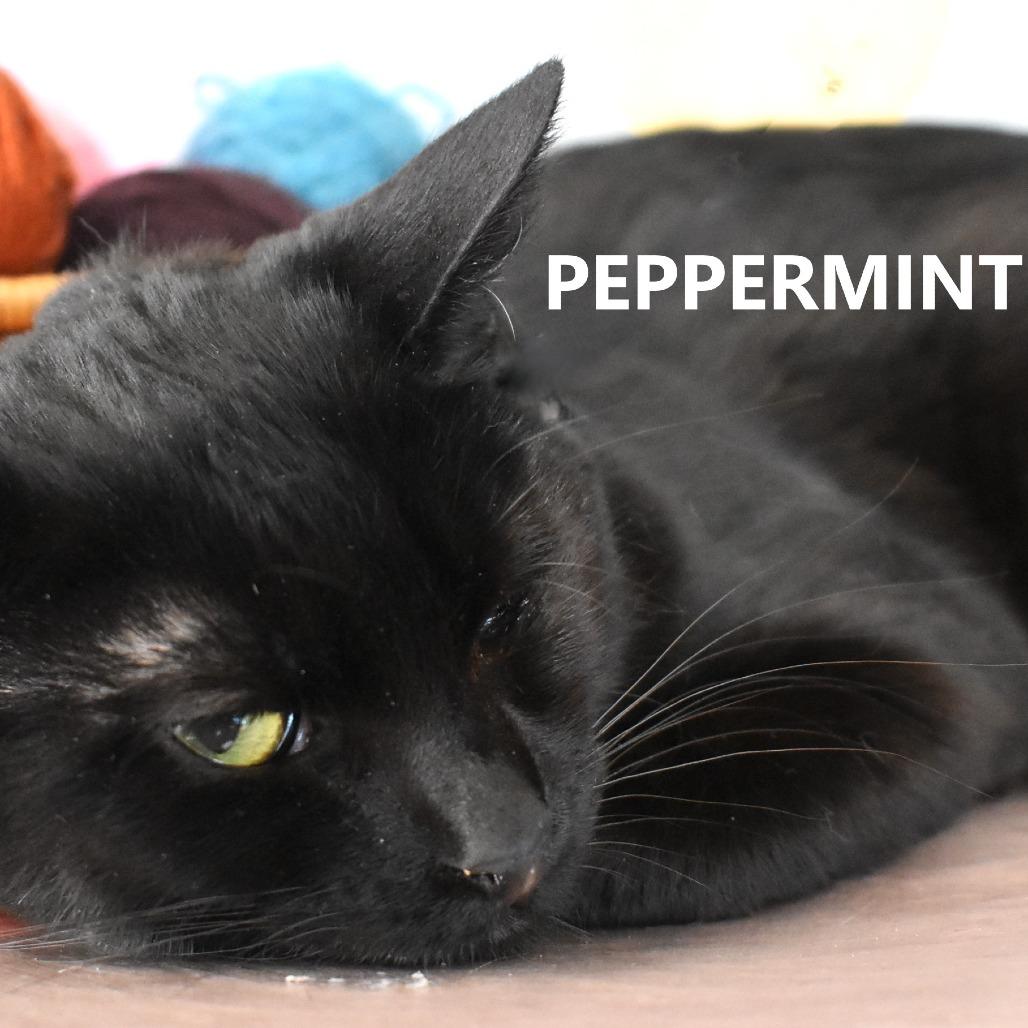 Spearmint — thumbnail 4