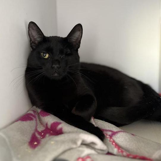 Spearmint — thumbnail 5