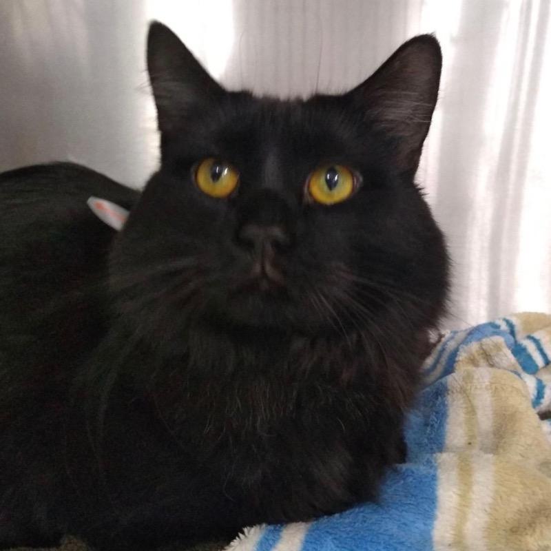 VooDoo, Adopted, Senior Male Domestic Long Hair.