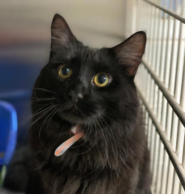 Enlarge VooDoo, a Adopted mixed breed in Battle Creek, MI image 2/4