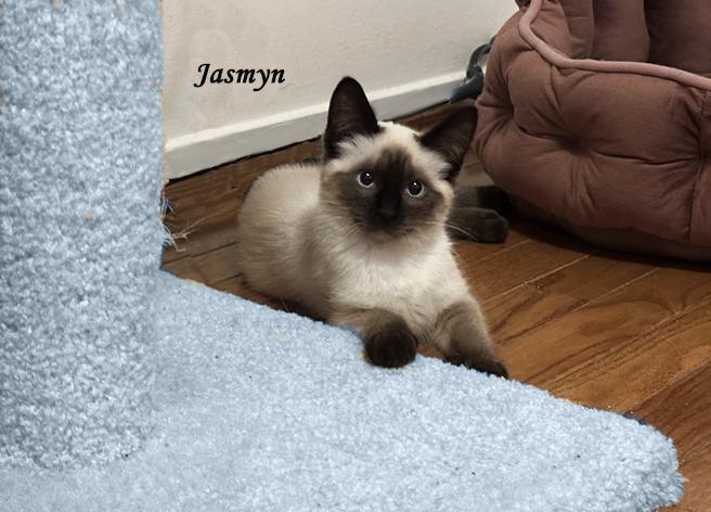 Cat available for adoption - (586) 825-3350