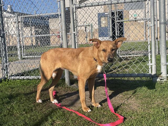Enlarge FAWN, a Adoptable mixed breed in Corpus Christi, TX image 1/1
