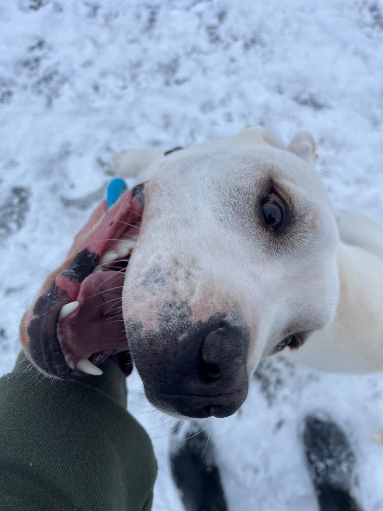 Eleanor, Adoptable, Young Female Bullmastiff.