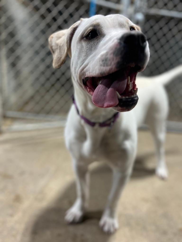 Eleanor, Adoptable, Young Female Bullmastiff & Mixed Breed.