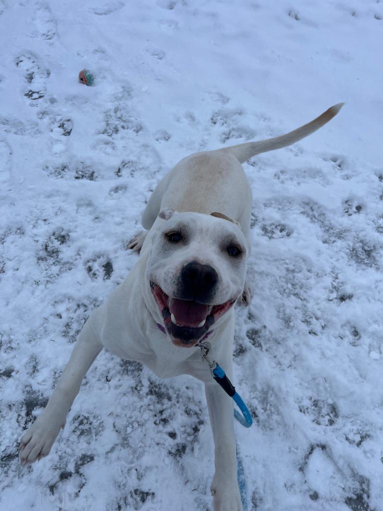 Enlarge Eleanor, a Adoptable mixed breed in Barron, WI image 2/6