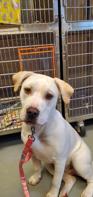 Enlarge Eleanor, a Adoptable mixed breed in Barron, WI image 3/6