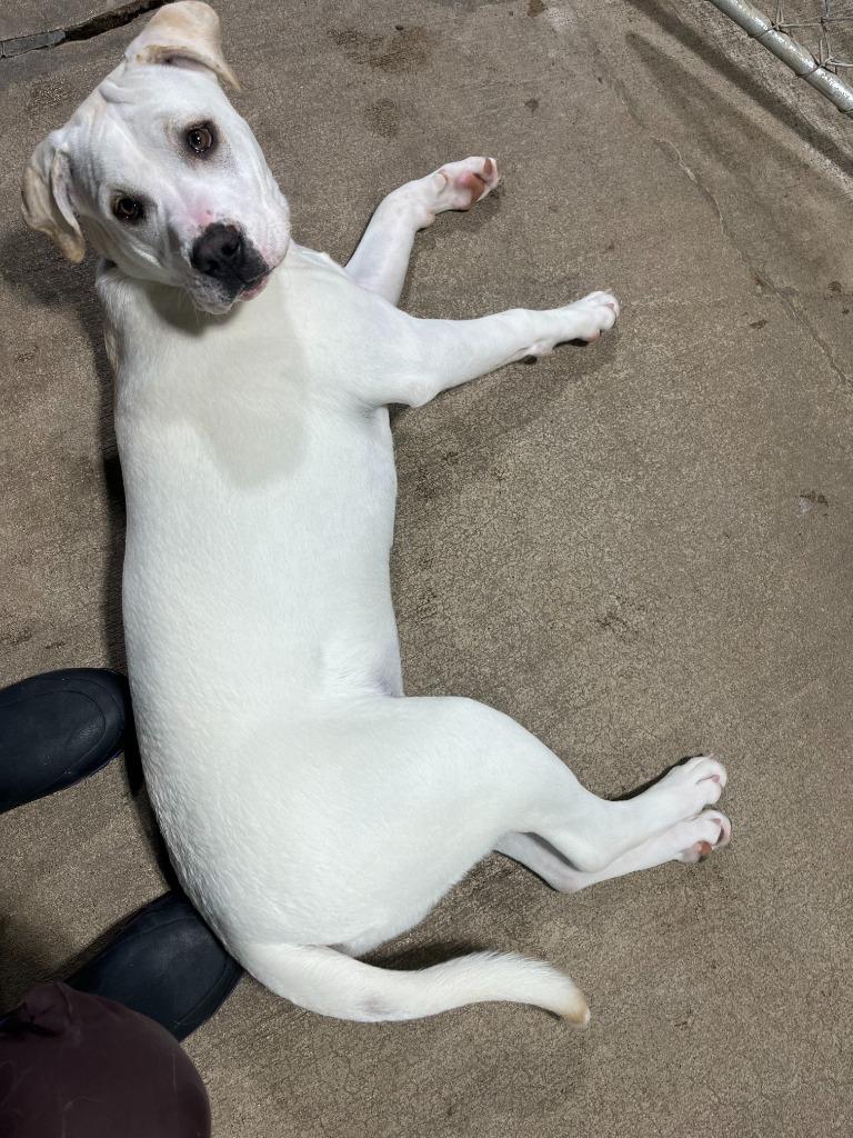 Enlarge Eleanor, a Adoptable mixed breed in Barron, WI image 4/6