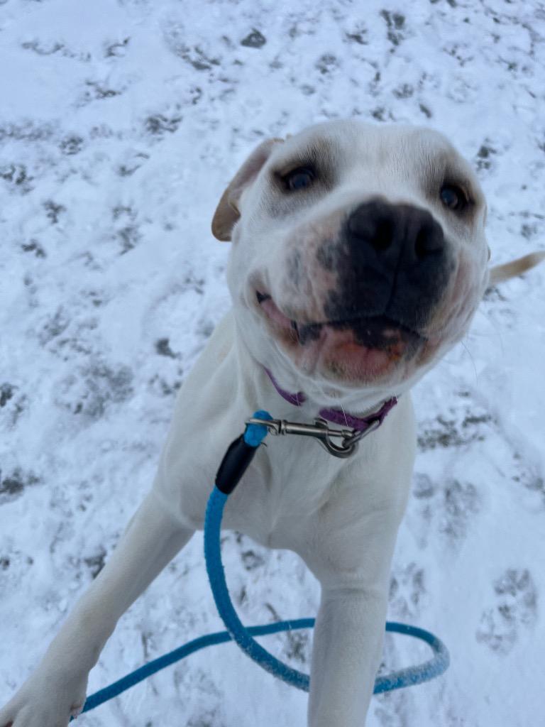 Enlarge Eleanor, a Adoptable mixed breed in Barron, WI image 5/6