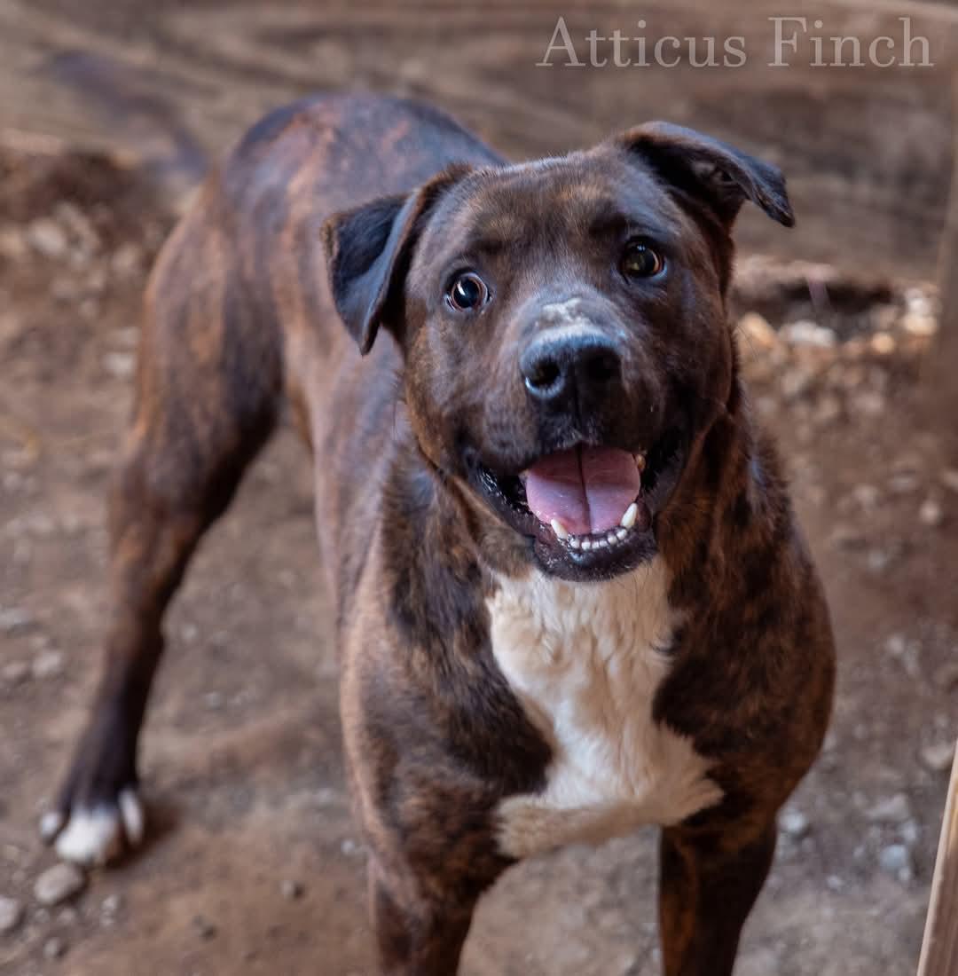 Enlarge Atticus Finch, a Adoptable mixed breed in New Martinsville, WV image 1/3